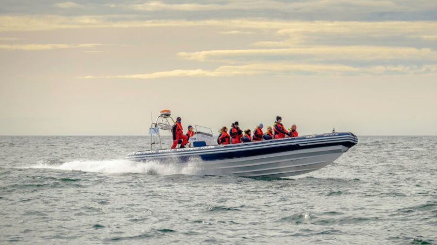 Reykjavik: Premium Whale and Puffin Watching Evening Tour - Tour Overview
