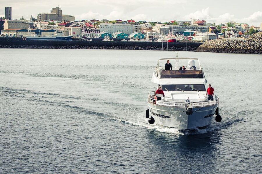 Reykjavik: Whale Watching and Dolphin Watching Yacht Cruise