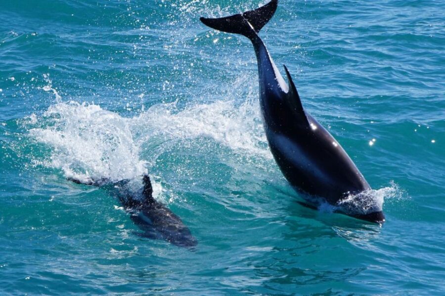 Reykjavik: Whale Watching Tour by Fast Catamaran