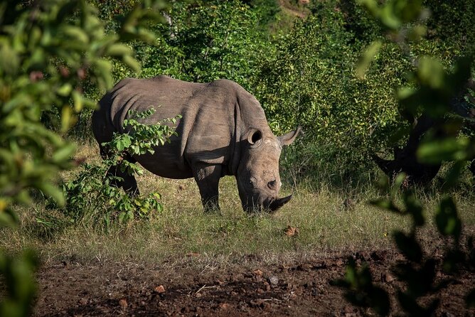 Rhino Walk - Overview