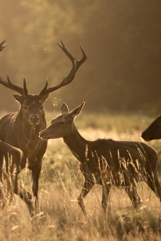 Richmond Park, London: Sunset Wildlife Photography Workshop - Workshop Details
