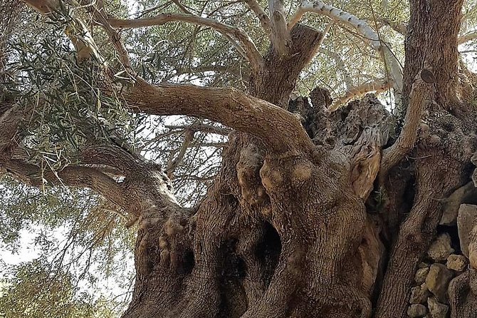 richtis-waterfall-minoan-history-oldest-tree-north-coast-luxury-adventure-tour-overview