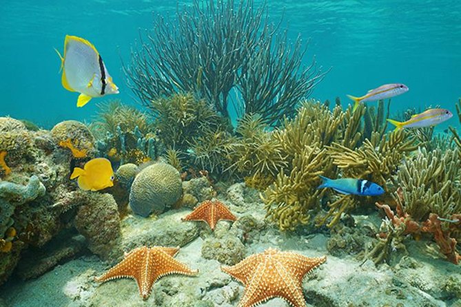 Roatan 3 Stop Snorkeling Adventure, Shipwreck, Starfish & Blue Channel - Itinerary and Inclusions