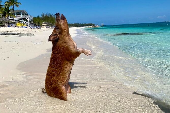 Rose Island Bahamas Original Swimming Pigs and Snorkeling