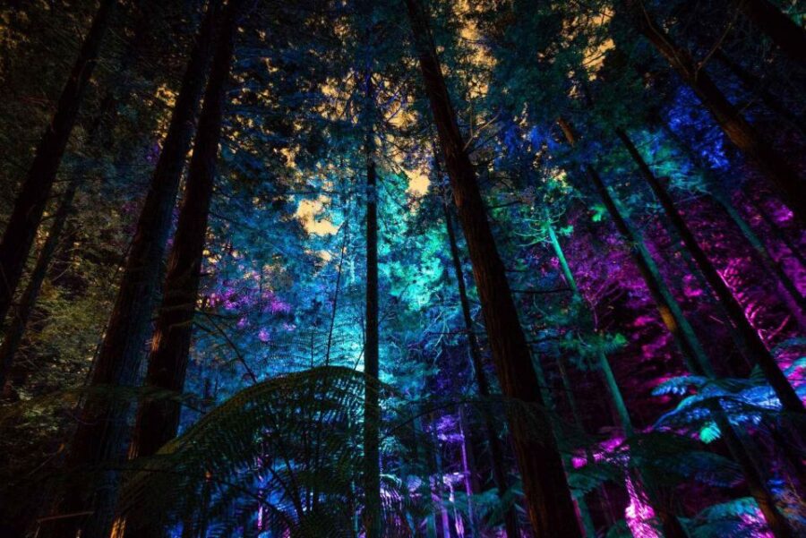 Rotorua: Redwoods Altitude & Day/Night Treewalk Combo - Experience Overview