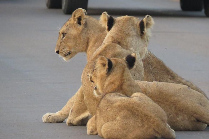 4 Best Full-Day Tours In Mpumalanga
