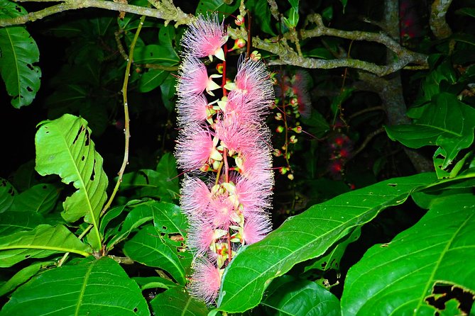 2 Best Canoe and Kayak Experiences in Iriomote Jima