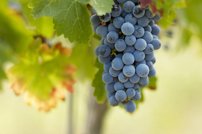 Saint-Emilion Small-Group Electric Bike Wine Tour Tastings & Lunch From Bordeaux