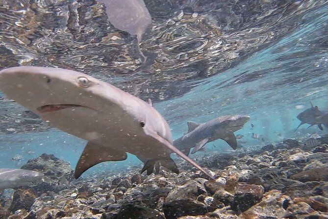 sal-island-shark-bay-shark-watching-experience-from-santa-maria-overview