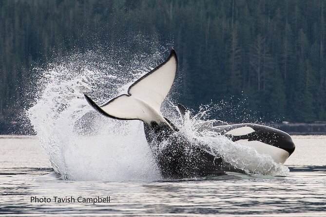 Salish Sea Whale Watching