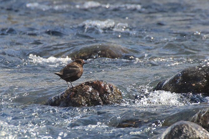 salmon-watching-experience-pickup-and-meeting-times