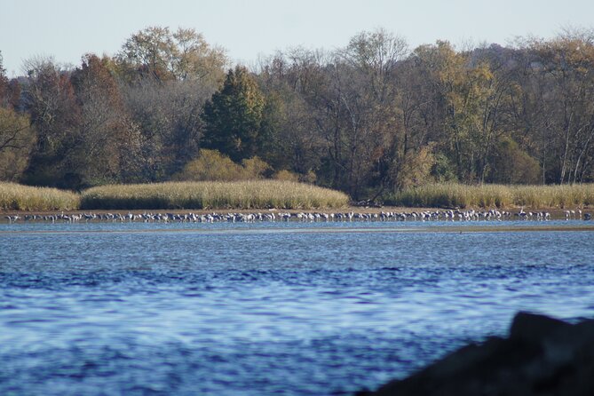 Sandhill Crane Kayak Tour With Chattanooga Guided Adventures - Observation of Sandhill Crane Migration