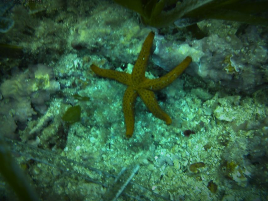 santa-pola-3-hour-scuba-diving-near-tabarca-overview-of-the-scuba-diving-experience