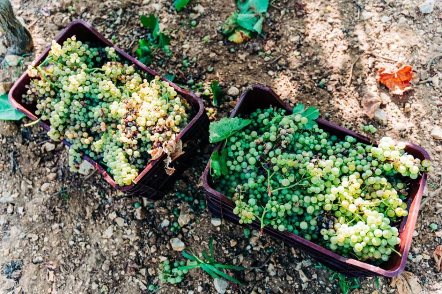 Santorini: Greek Cooking Class With Wine Tasting - Overview of the Experience