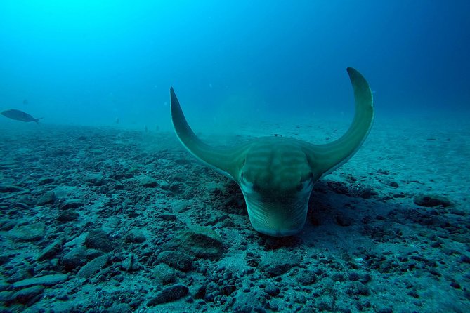 Scuba Dive for Beginners in a Turtle Area in Costa Adeje - Overview of the Experience