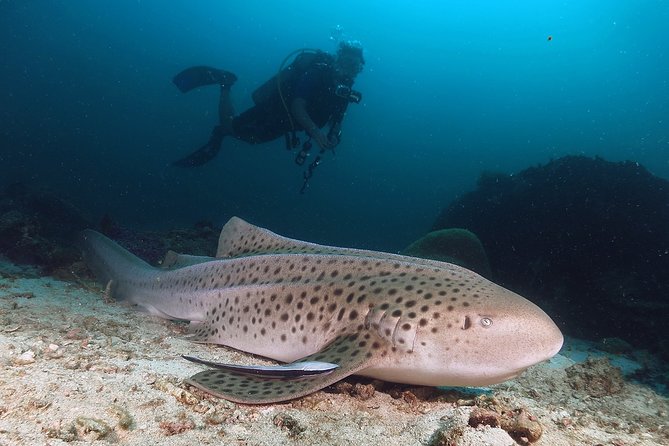 Scuba Dive in Koh Lanta, Thailand - Overview of the Scuba Dive