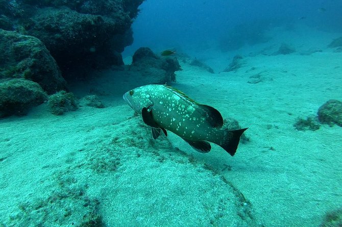 Scuba Diving in Lanzarote (For Certified Divers Only)