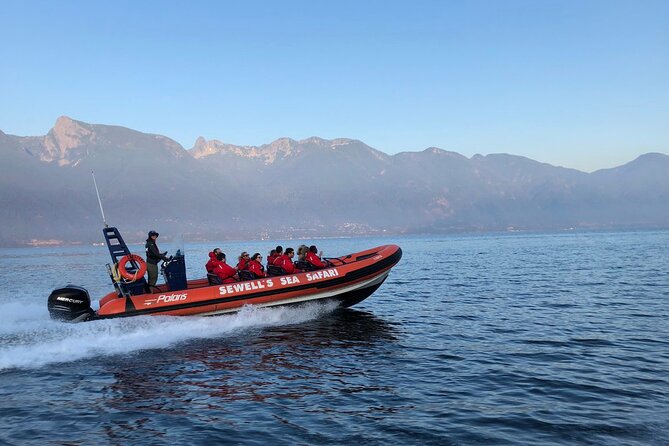 Sea Safari Tour From Vancouver