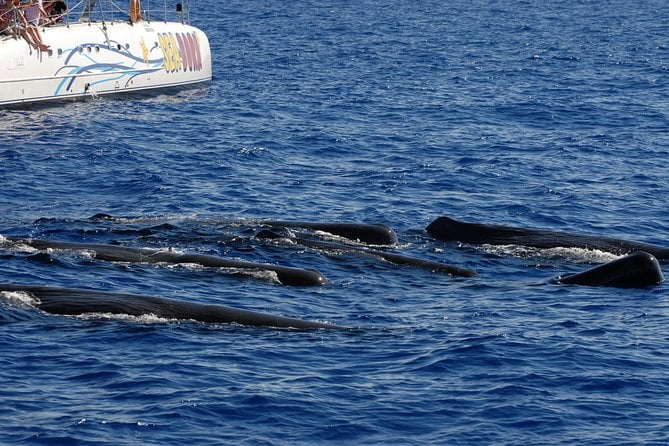 Seaborn Catamaran Trips - Overview of Seaborn Catamaran Trips