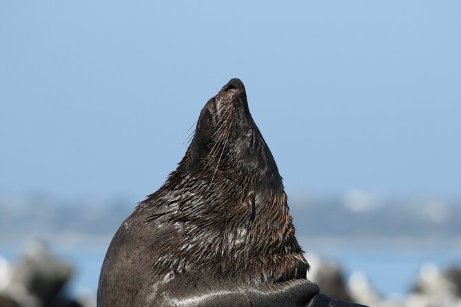 seal-and-dolphin-watching-eco-boat-cruise-mornington-peninsula-overview-of-the-eco-boat-cruise