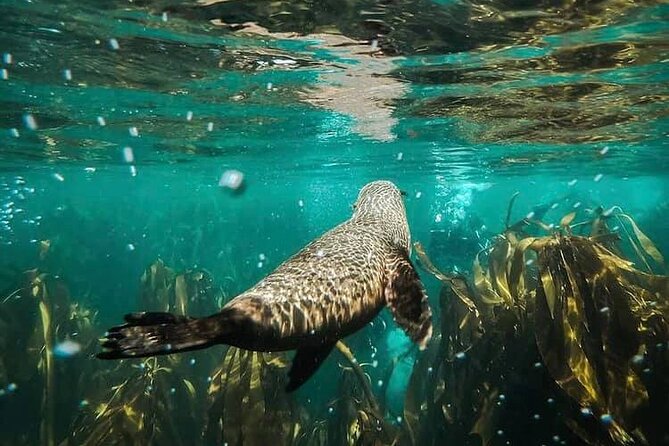Seal Snorkeling Experience in Cape Town