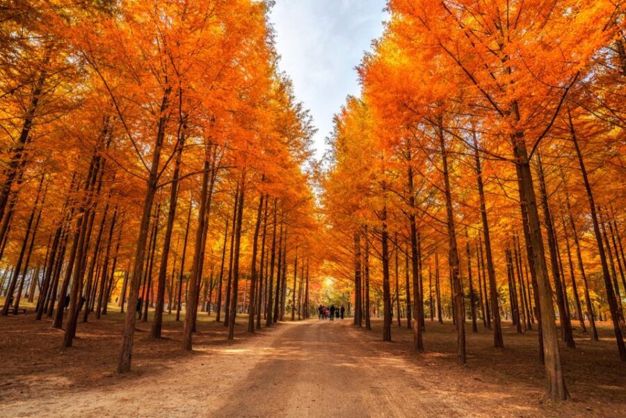 Seoul: Nami Island, Petite France, & Optional Railbike Tour