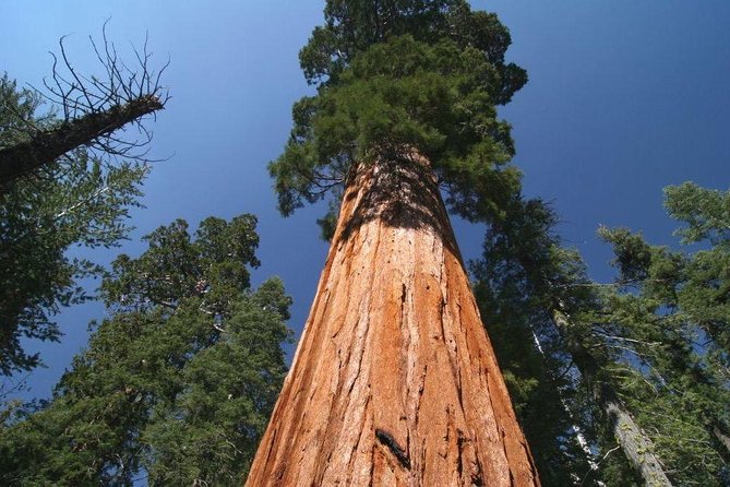 sequoia-national-park-adventure-from-tulare-tour-details