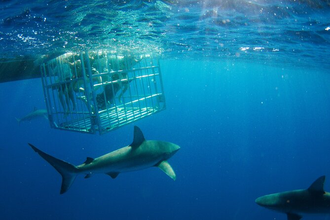 Shark Cage Diving On The World Famous North Shore of Oahu, Hawaii - Overview of Shark Cage Diving