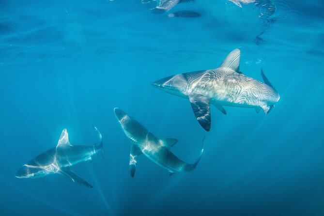 Shark Explorers - Meeting and Pickup