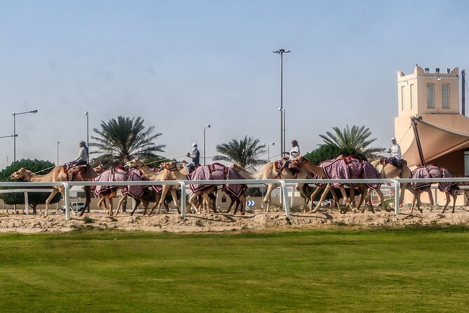 sheikh-faisal-camel-race-track-visit-cultural-heritage-exploration