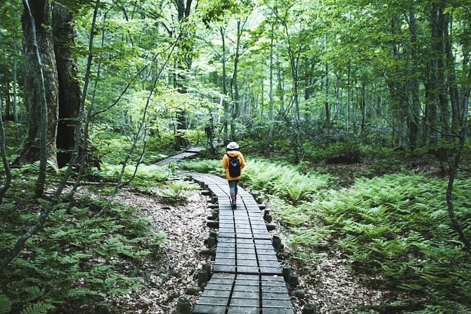 Shirakami Sanchi Day Hike With Government-Licensed Guide