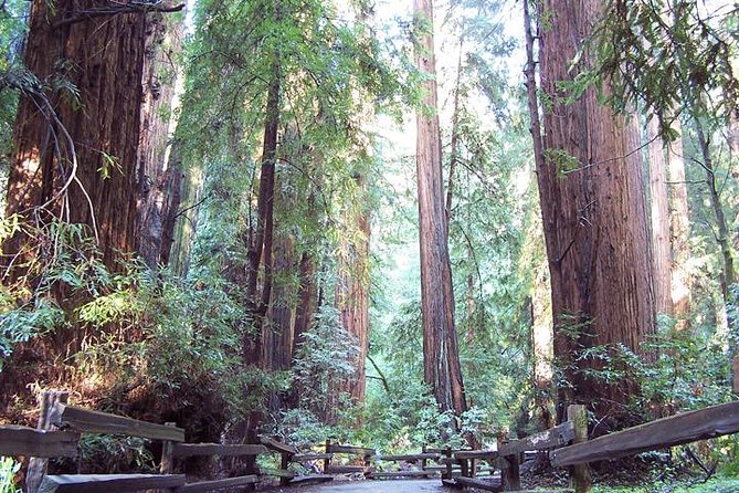 Shore Excursion: Coastal Redwoods of Muir Woods National Monument Half-Day Tour - Tour Overview
