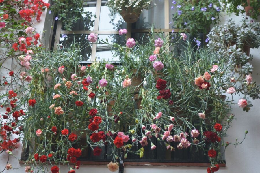 Sights, Sounds, and Scents of Córdobas Patios