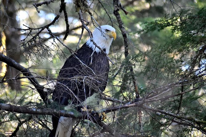 Simply Amazing Sitka Tour: Fortress of the Bear, Alaska Raptor, & Totems - Tour Overview