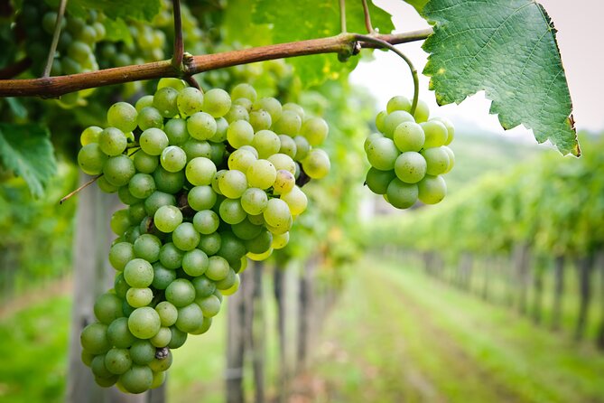 Sip, Swirl and Savour Chocolate & Wine Tour