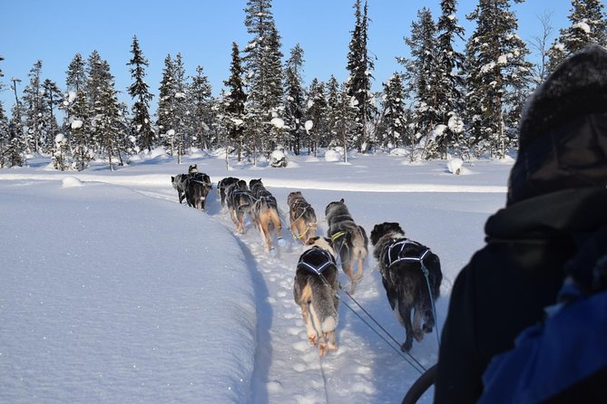 sit-back-and-relax-morning-husky-tour-activity-details