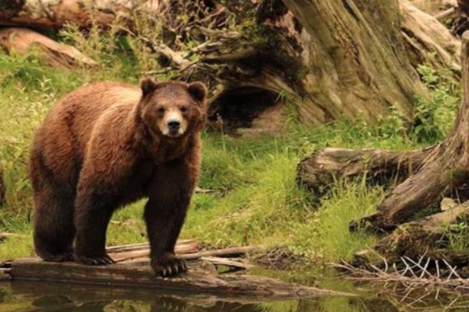 sitka-shore-excursion-bears-raptor-center-totem-park-tour-small-group-tour-overview