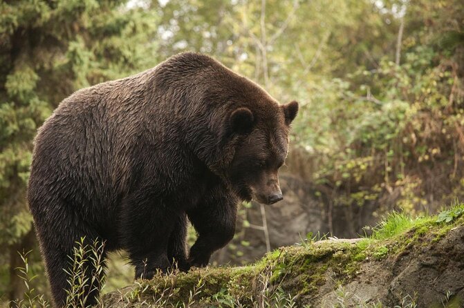 Skip the Line: Daily Admission at Woodland Park Zoo Ticket