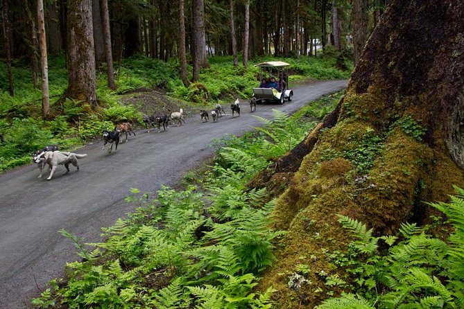 sled-dog-discovery-in-juneau-meeting-and-pickup-details