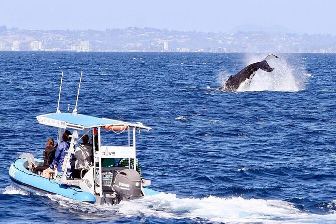 Small Boat Whale Watching Tour in Gold Coast