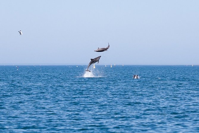 Small Group Dolphin and Wildlife Watching Tour in Faro - Observing Marine Life