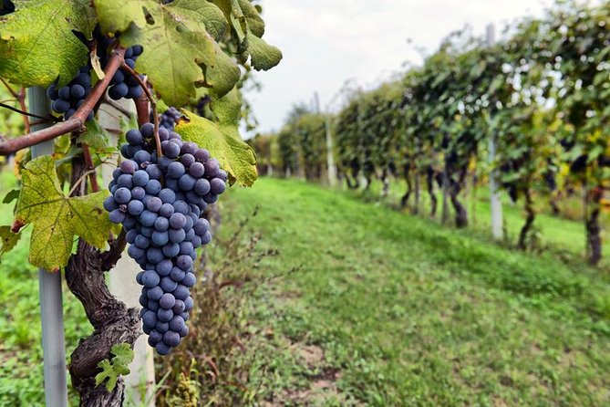 Small-Group Half Day Sonoma Wine Country Tour With Two Tastings