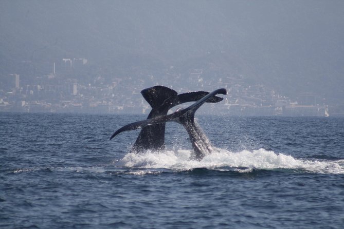 Small-Group Half-Day Whale-Watching Tour in Puerto Vallarta - Inclusions and Exclusions