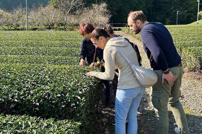 small-group-japanese-green-tea-tasting-in-shizuoka-inclusions-and-exclusions