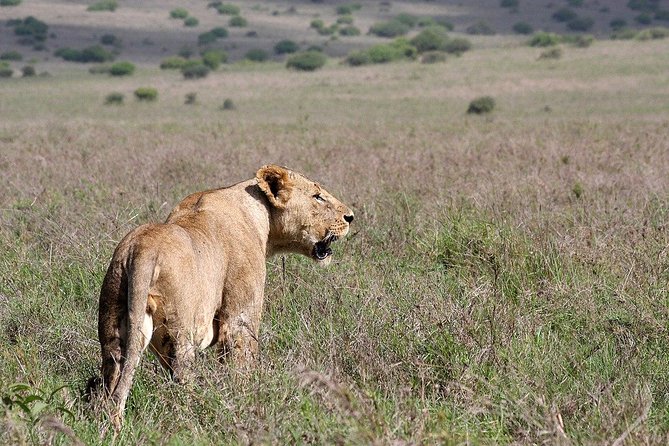 small-group-tour-to-nairobi-park-baby-and-optional-baby-elephants-iconic-kenyan-wildlife-sightings