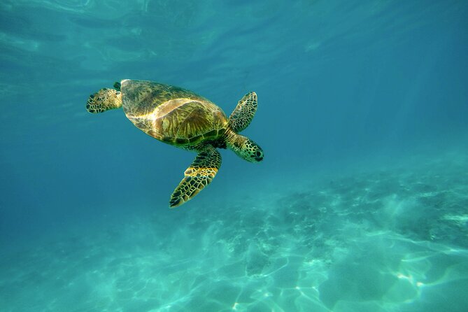 snorkel-with-turtles-gold-coast-overview-and-experience