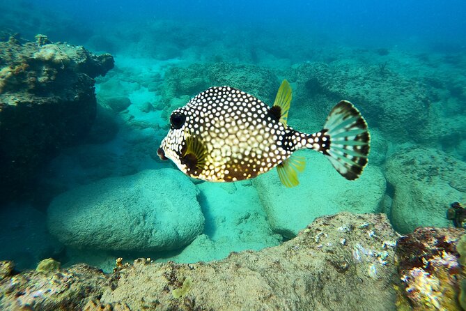Snorkeling Adventure in Aguadilla - Guided Expertise