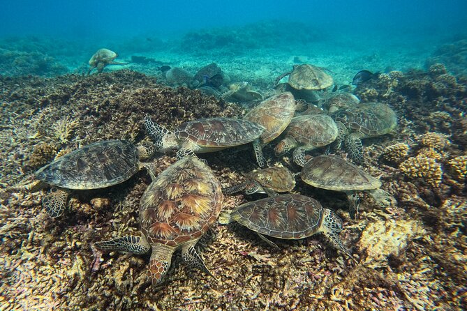 snorkeling-adventure-to-daymaniat-islands-overview-of-the-experience