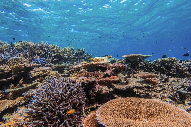 snorkeling-tour-at-coral-island-in-iriomote-okinawa-overview-of-the-tour
