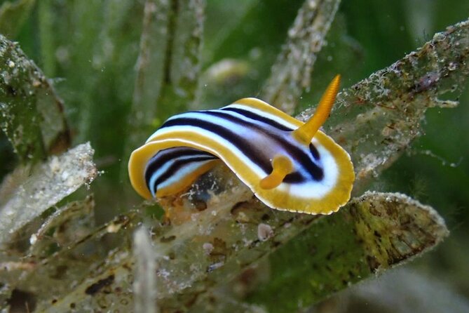 snorkeling-trip-with-pick-up-beach-snorkeling-equipment-and-inclusions
